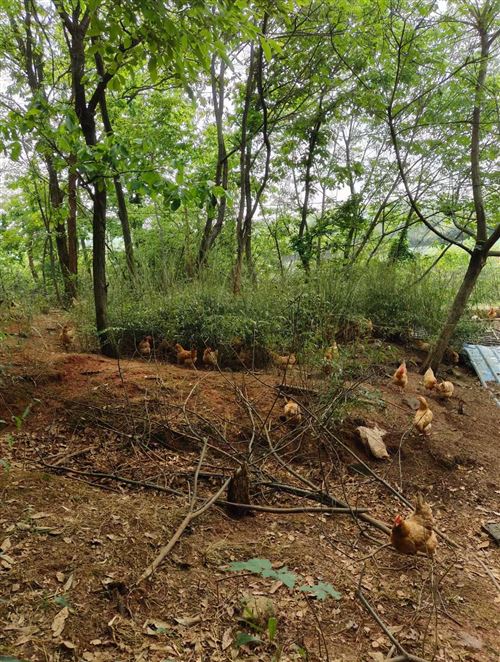 毛田土雞中秋國(guó)慶搞活動(dòng)啦!