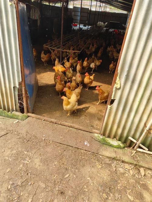 毛田土雞中秋國(guó)慶搞活動(dòng)啦!