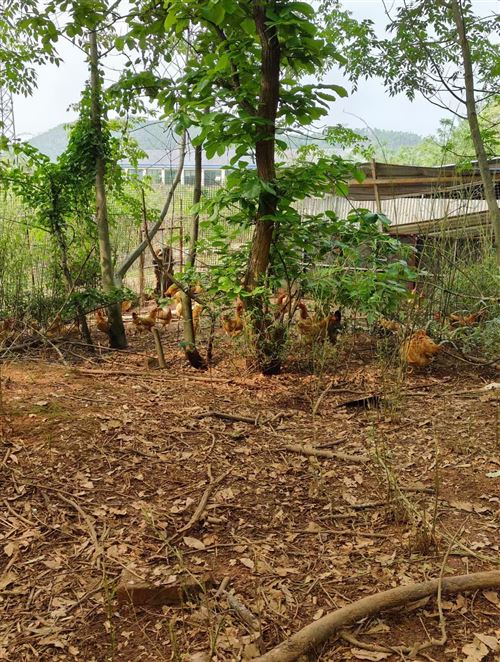 毛田土雞中秋國(guó)慶搞活動(dòng)啦!