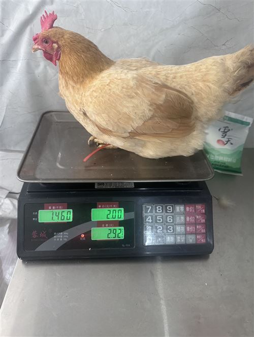 毛田土雞中秋國(guó)慶搞活動(dòng)啦!