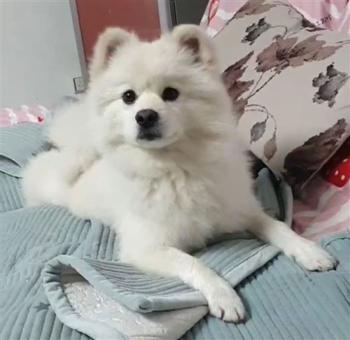 千元尋寵,我寶貝平安回家