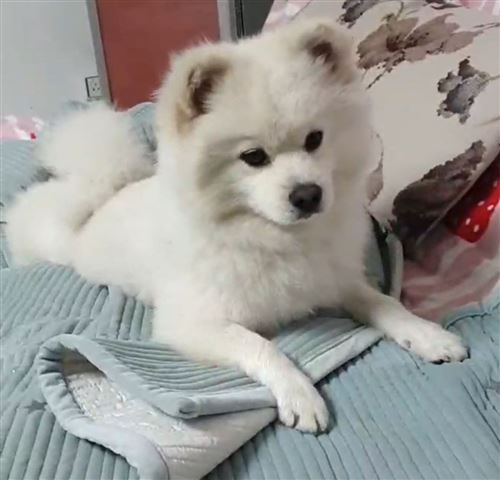 千元尋寵,我寶貝平安回家