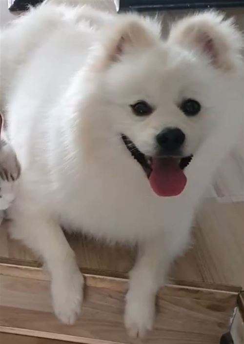 千元尋寵,我寶貝平安回家